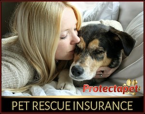 Pet rescue and animal shelter insurance by Protectapet the #1 pet insurance provider in Spain 